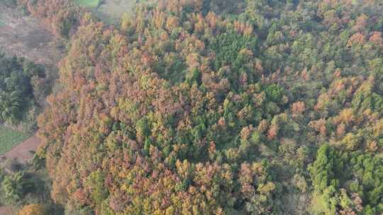 四川德阳罗江区附近山林秋色