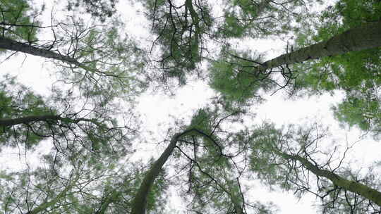 自然-树林-茂密-天空-仰视-旋转-全景