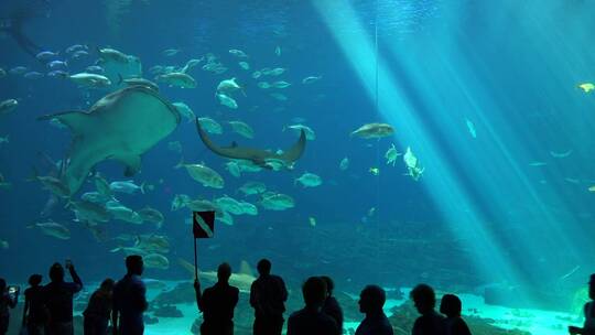 游客们在水族馆里