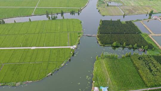 生机勃勃的田园自然风景