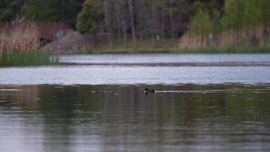 湿地湖泊 水中游动鸳鸯鸟