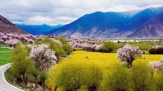 西藏林芝米林桃花油菜花乡村