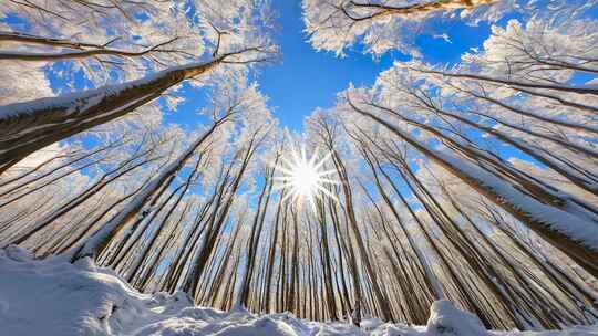 4K冬天大雪树林冬季风景冬日