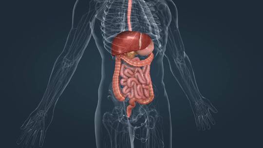 医学人体器官消化系统食管肝胃胰腺胆囊肠道