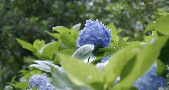 雨中的绣球花4k