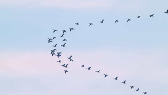 8K湿地野生鸟类鸟浪鸟群空镜合集