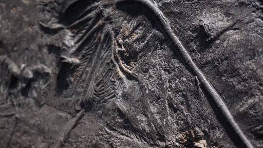 考古古董陈列展示古生物化石