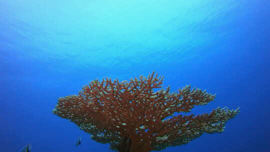 蓝色海水珊瑚