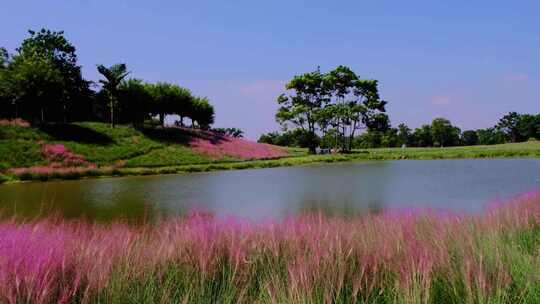 粉黛花海乱子草和湖面