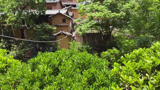 云南大理诺邓古村夏季绿树成荫