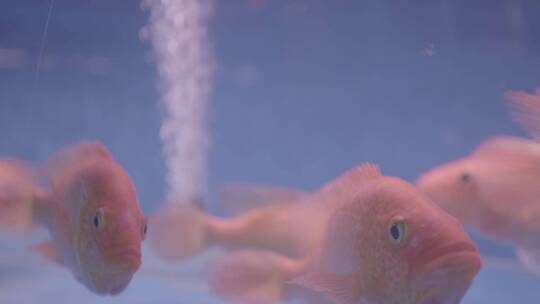 观赏鱼市场水族箱里游泳的鱼视频素材模板下载