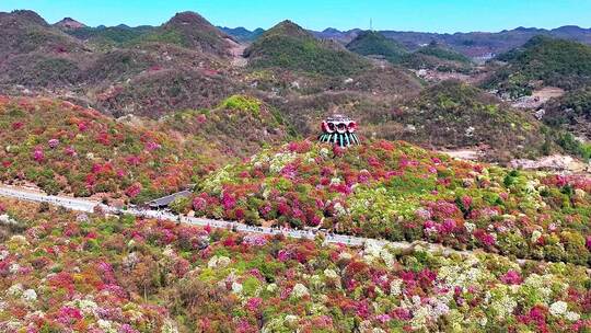 4K航拍贵州黔西南毕节杜鹃花盛开美景