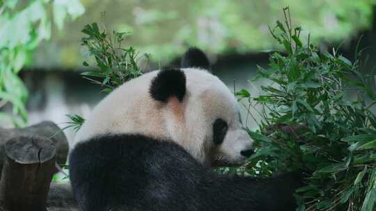 熊猫吃竹叶