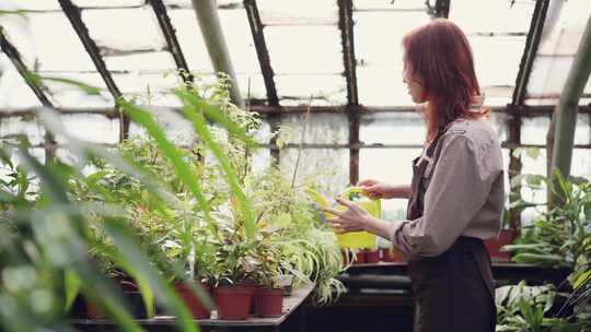 温室，喷壶，女人，植物苗圃