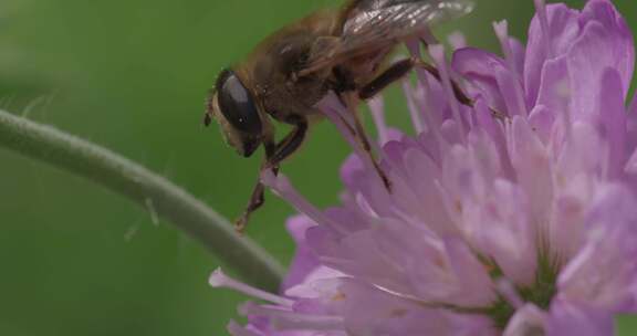 悬停苍蝇，花苍蝇，Syrphid苍蝇，昆