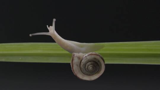 蜗牛在绿叶上爬行视频素材模板下载