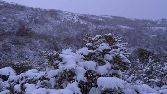 冬天山坡下雪