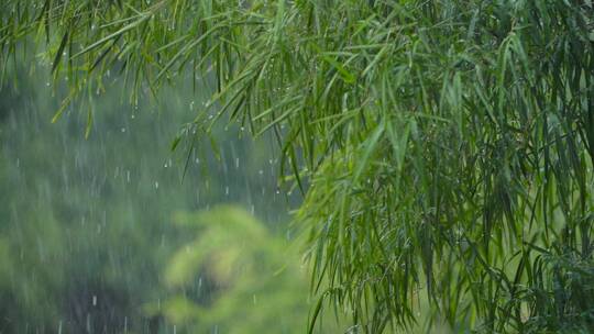 蒙蒙春雨在滴滴答答的下着视频素材模板下载