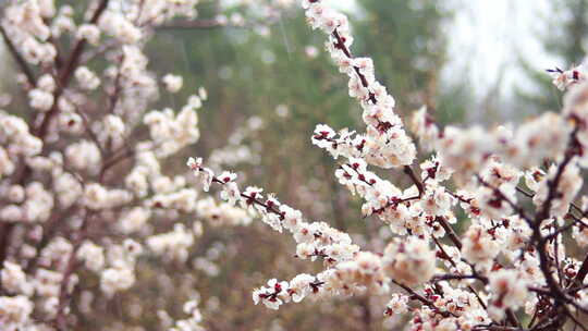 春天盛开的花开