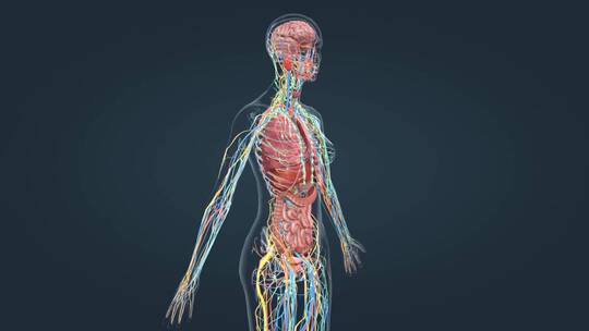 医学人体解剖器官全息特效人体奥秘三维动画视频素材模板下载