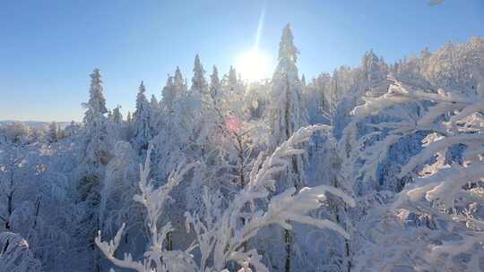 大雪雾凇森林雪景