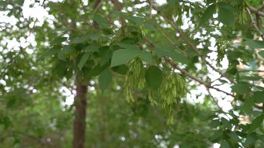 绿树枝叶繁茂景象