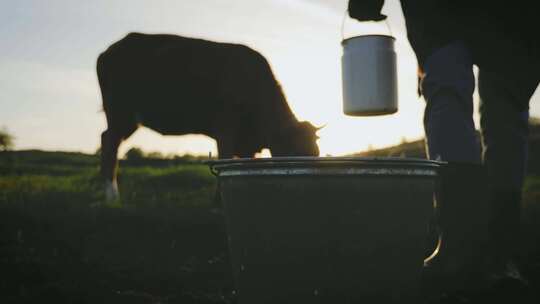 农场主在牧场上挤奶后将牛奶倒入桶中