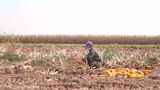 玉米 收玉米掰玉米 农民丰收农民伯伯秋收高清在线视频素材下载