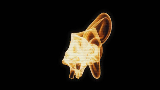 耳朵 耳道 结构 医学 耳蜗