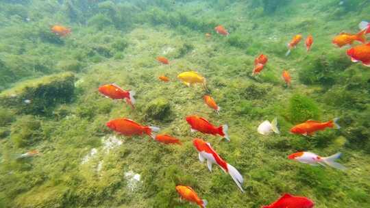 济南护城河黑虎泉水下鱼群