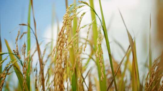 4k水稻农业芒种小满稻谷粮食丰收大米广告