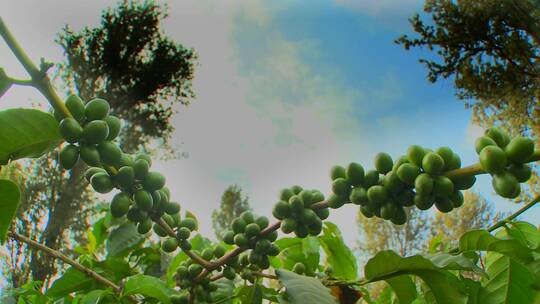 种植园内咖啡豆生长的时间推移