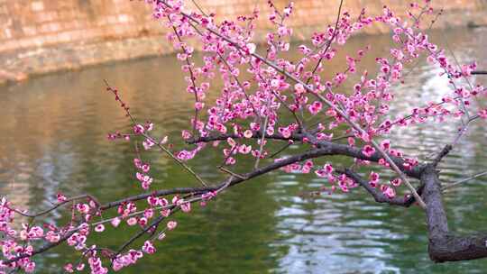 春天溪水边盛开的粉色梅花波光粼粼