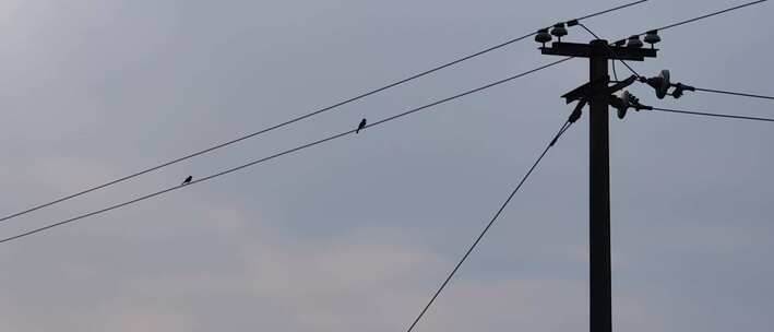 小鸟站在电线杆上然后起飞在天空飞翔