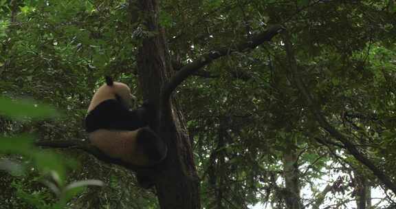 可爱大熊猫幼崽在树上玩耍爬树