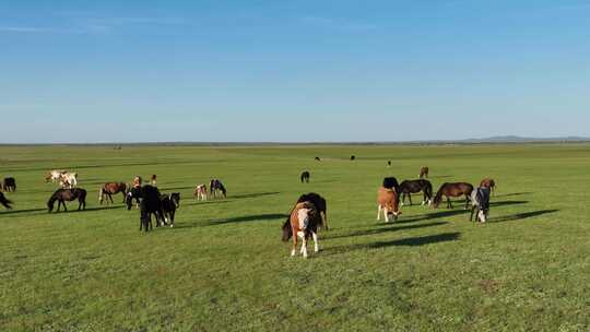 航拍呼伦贝尔草原风光468马群 牛群