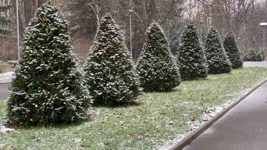 雪落在公园的松树上