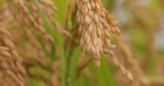 秋天稻田稻子水稻稻穗特写