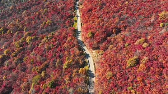 吉林秋季四方山枫叶谷林中公路航拍风景