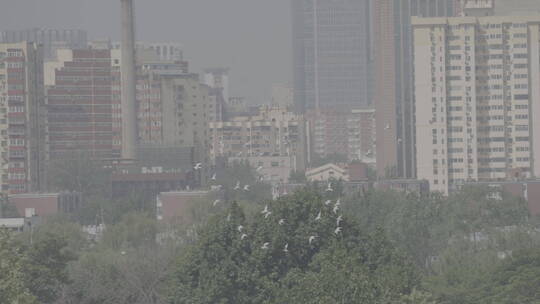 四合院鸽子 北京鸽哨 北京文化