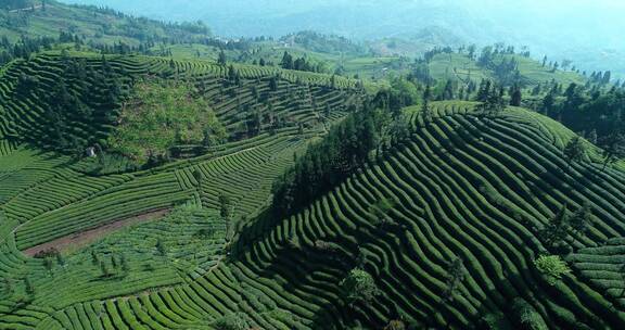 航拍四川峨眉山下绿茶园