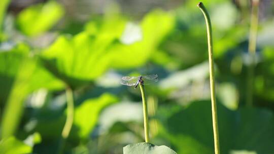 夏季荷塘里的蜻蜓