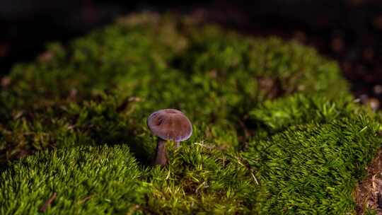 绿色森林里鸡枞菌蘑菇生长延时摄影