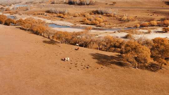 航拍乌兰布统草原上放养的家养牛群