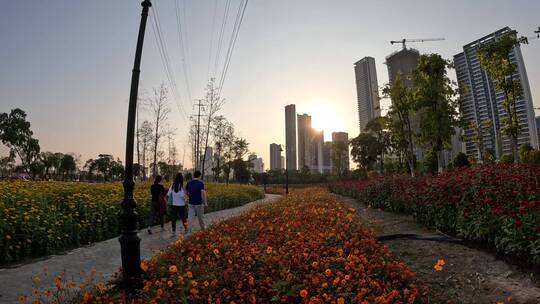 汉口江滩三期大地花海升格