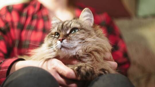 女孩腿上轻抚着小猫