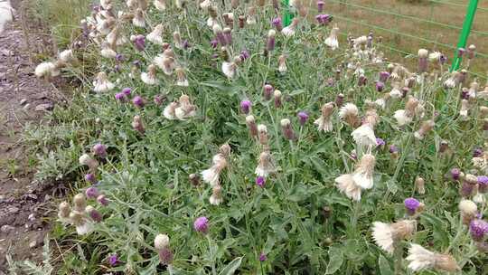 鲜花花朵蜜蜂采蜜实拍