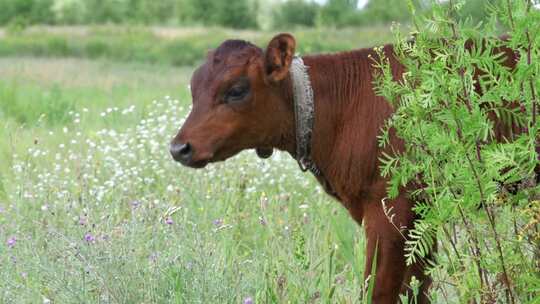 灰色小牛在草地上吃草视频素材模板下载