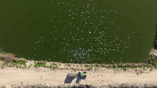 拖拉机，鸟，湖，Aves