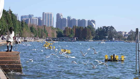 昆明海洪湿地公园喂海鸥的人